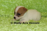 Shorty Android, a male Jack Russell Terrier for sale in Macon, GA – 3 of 8