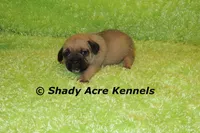 Bear, a male Puggle for sale in Macon, GA – 5 of 6