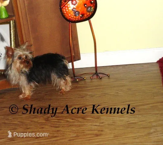 Blockjack-Parent pics too--average  4lb, a male Yorkshire Terrier for sale in Macon, GA – 9 of 9