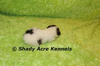 Macaroni, a male Shichon for sale in Macon, GA – 6 of 7