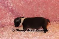 Mantana--ready to go 11-2, a female Boston Terrier for sale in Macon, GA – 8 of 10