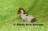 Long Coat Yang, a male Miniature Dachshund for sale in Macon, GA – 4 of 7