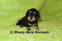 Long Coat Lochlan, a male Miniature Dachshund for sale in Macon, GA – 2 of 6