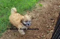 Gibson, a male Mal Shi for sale in Macon, GA – 8 of 10