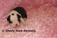 Haggerty Dot Ina, a female Miniature Goldendoodle for sale in Macon, GA – 2 of 6