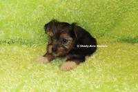 AKC Buckaroo, a male Yorkshire Terrier for sale in Macon, GA – 7 of 8
