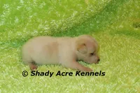 Smooth Shorty Chevy, a male Jack Russell Terrier for sale in Macon, GA – 3 of 7
