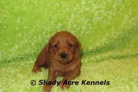 F1b MINI Lazy--average weight 30lbs, a male Miniature Goldendoodle for sale in Macon, GA – 1 of 10