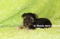 Buckaroo-AKC registration available, a male Yorkshire Terrier for sale in Macon, GA – 8 of 8