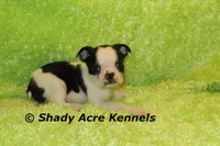 Indy--Splash with a Haggerty Spot, a male Boston Terrier for sale in Macon, GA – 7 of 10