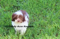 RobinHood, a male Havamalt for sale in Macon, GA – 10 of 10