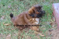 Kin-Parent pics too, a male Shih Tzu for sale in Macon, GA – 3 of 9