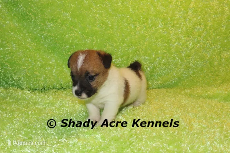 Milano – Jack Russell Terrier puppy for sale in Macon, GA