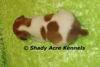 Gilmore, a male Jack Russell Terrier for sale in Macon, GA – 8 of 8