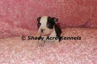 Madeline--ready to go 11-2, a male Boston Terrier for sale in Macon, GA – 7 of 7