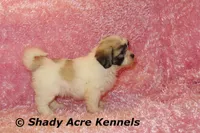 Mae, a female Shichon for sale in Macon, GA – 9 of 10
