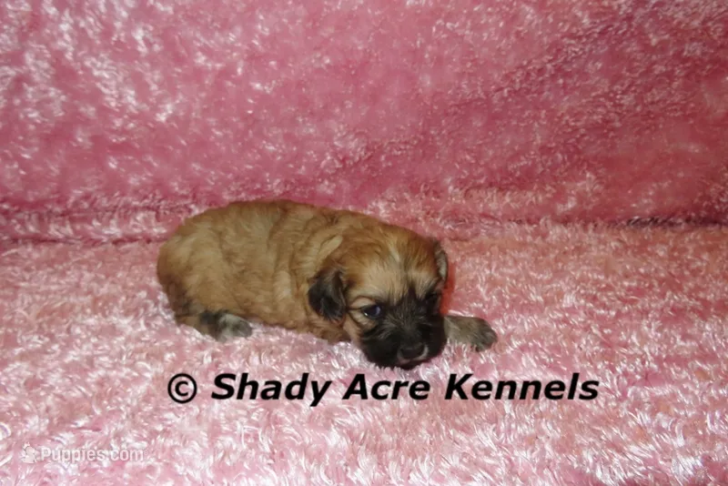 Gizzy – Shichon puppy for sale in Macon, GA
