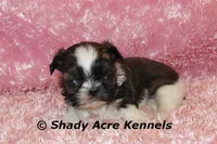 Pindora, a female Shih Tzu for sale in Macon, GA – 3 of 6