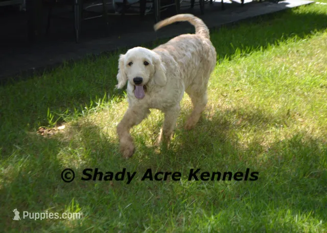 F1--Winter--Just groomed – Miniature Goldendoodle puppy for sale in Macon, GA