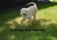 F1--Winter--Just groomed, a female Miniature Goldendoodle for sale in Macon, GA – 1 of 2