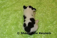 Indago--Splash with a Haggerty Spot, a male Boston Terrier for sale in Macon, GA – 5 of 5