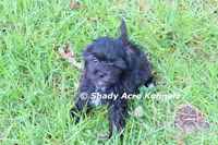 William, a male Shihpoo for sale in Macon, GA – 5 of 8