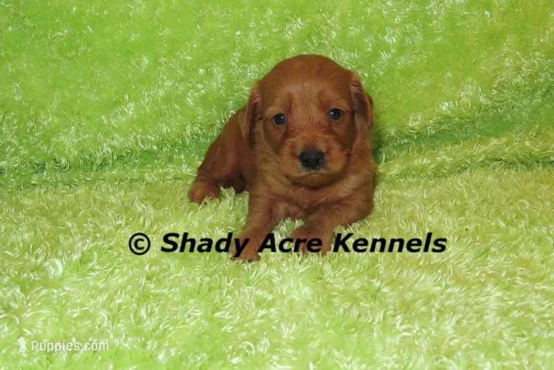 F1b MINI Lazy--average weight 30lbs – Miniature Goldendoodle puppy for sale in Macon, GA