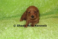 F1b MINI Lazy--average weight 30lbs, a male Miniature Goldendoodle for sale in Macon, GA – 6 of 10