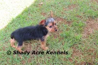 Frederick , a male Yorkshire Terrier for sale in Macon, GA – 5 of 9