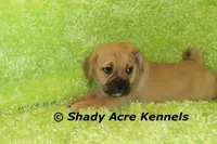 Bear, a male Puggle for sale in Macon, GA – 4 of 8