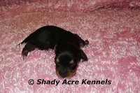 Lodybug, a female Miniature Dachshund for sale in Macon, GA – 4 of 5