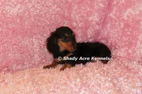 Long coat Lola--AKC registerable, a female Miniature Dachshund for sale in Macon, GA – 2 of 10