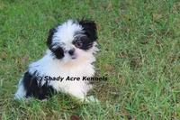 Pimela--5-6 lb grown, a female Shih Tzu for sale in Macon, GA – 5 of 8