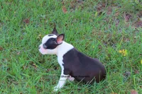 Duchess with Haggerty Spot, a female Boston Terrier for sale in Macon, GA – 6 of 9