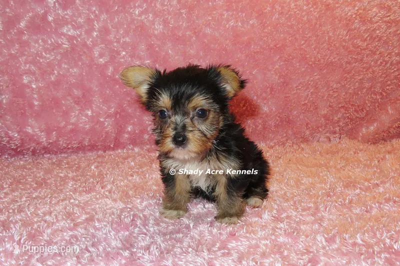 Buffi---AKC registerable – Yorkshire Terrier puppy for sale in Macon, GA
