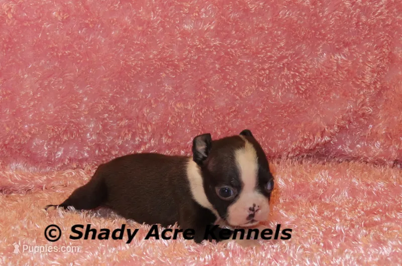Mantana--ready to go 11-2 – Boston Terrier puppy for sale in Macon, GA