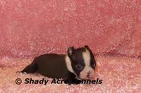 Mantana--ready to go 11-2, a female Boston Terrier for sale in Macon, GA – 1 of 10