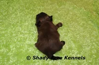 Teeny Queckers, a male Shih Tzu for sale in Macon, GA – 4 of 4