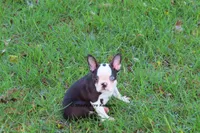 Duchess with Haggerty Spot, a female Boston Terrier for sale in Macon, GA – 7 of 9