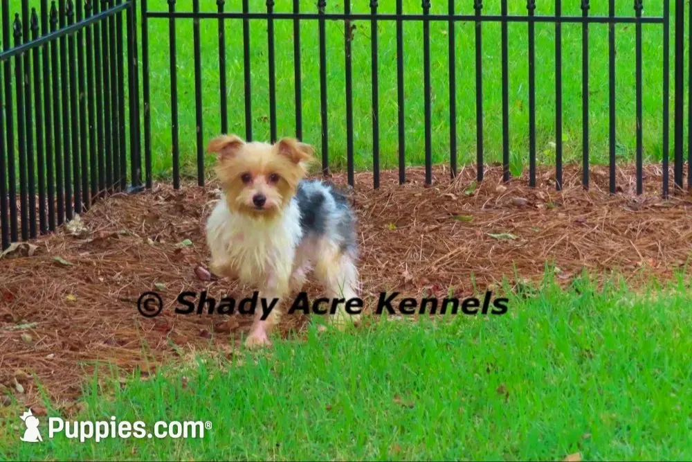 Budges-Parent pics included-average 4lb, a male Yorkshire Terrier for sale in Macon, GA – 9 of 10