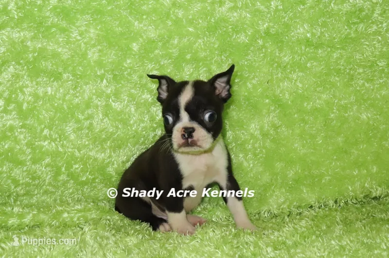 Mack--Parent pics too – Boston Terrier puppy for sale in Macon, GA