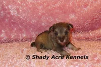 Esther, a female Miniature Schnauzer for sale in Macon, GA – 8 of 9