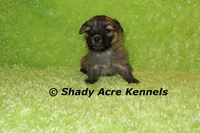 Gilvan, a male Mal Shi for sale in Macon, GA – 2 of 5