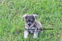 Esdras--smaller than average, a male Miniature Schnauzer for sale in Macon, GA – 2 of 10