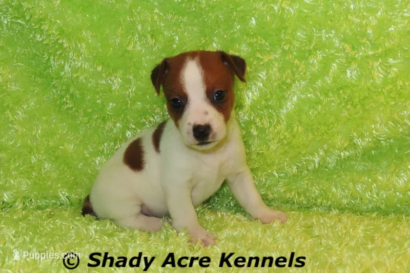 Smooth Shorty Chester – Jack Russell Terrier puppy for sale in Macon, GA
