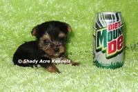 AKC Cecil-average < 4lb--Parent pics listed, a male Yorkshire Terrier for sale in Macon, GA – 6 of 9
