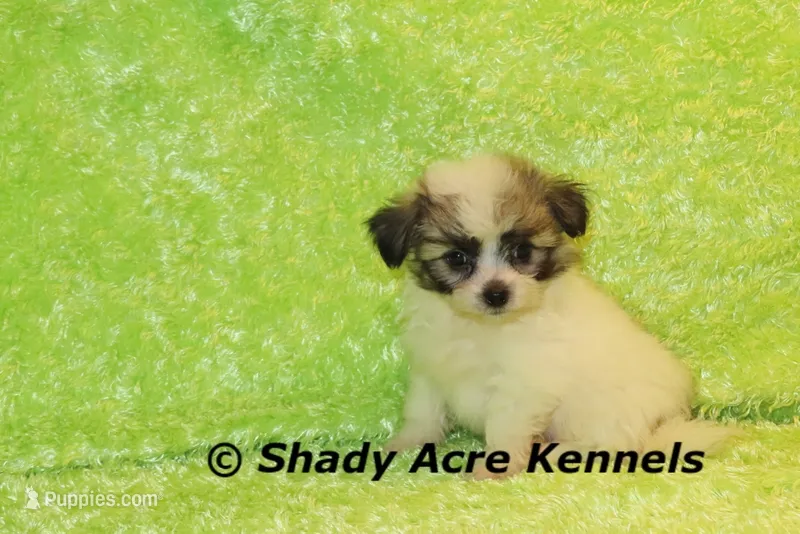 McCavity – Shichon puppy for sale in Macon, GA