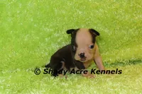 Magnet--ready to go 11-2, a male Boston Terrier for sale in Macon, GA – 4 of 7