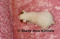 Anagi, a female Jack Russell Terrier for sale in Macon, GA – 9 of 9