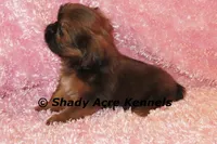Kinsley, a female Shih Tzu for sale in Macon, GA – 4 of 8